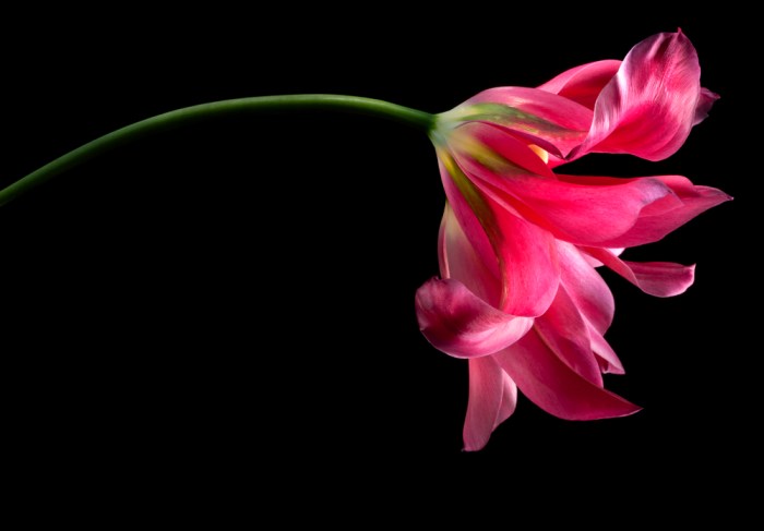 joSon, Intimate-portraits-of-nature, still-life