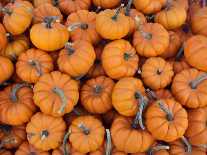 Mini_pumpkins (1)